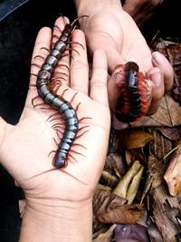 Gambar Pakan Hidup Lipan kelabang Size 7-20 cm isi 5 Ekor pakan Chana Arwana Murai - 7-9 cm dari JN AQUARIUM undefined 3 Tokopedia