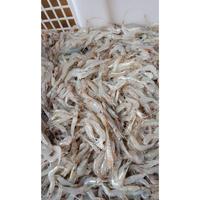 Gambar [Ready] Udang Rebon Segar Best dari Cie Jaya undefined 1 Tokopedia