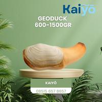 Gambar Geoduck 600-1500gr kerang dari Sweet_soul undefined 1 Tokopedia