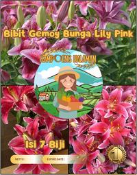 Gambar Bibit Gemoy Bunga Lily Pink |Benih Bunga Lili Pink|Bibit Bunga Liliy dari Purplerain75 undefined 1 Tokopedia