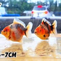 Gambar Goldfish Oranda CCB Bahan 6-7cm - 2pcs dari Quality Goldfish undefined 1 Tokopedia