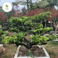 Gambar TANAMAN HIAS BONSAI LOHANSUNG TAIWAN dari Ross taman undefined 1 Tokopedia