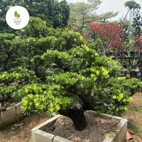Gambar TANAMAN HIAS BONSAI LOHANSUNG TAIWAN dari Ross taman undefined 2 Tokopedia
