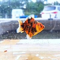 Gambar Goldfish Oranda CCB Bahan 6-7cm - 2pcs dari Quality Goldfish undefined 2 Tokopedia