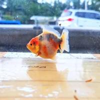 Gambar Goldfish Oranda CCB Bahan 6-7cm - 2pcs dari Quality Goldfish undefined 3 Tokopedia