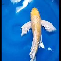 Gambar ikan koi slayer gin matsuba 38-40cm dari LIM AQUATIC Medan undefined 4 Tokopedia