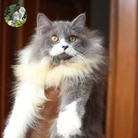 Gambar kucing Maine Coon x Norwegian super longhair dari Lala cattery undefined 3 Tokopedia