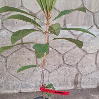 Gambar bibit mamey sapote lorito dari Rozigrape Nursery undefined 2 Tokopedia