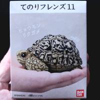 Gambar Turtle Tortoise figure  Bandai Original dari Torto Kaipang undefined 1 Tokopedia