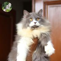 Gambar kucing Maine Coon x Norwegian super longhair dari Lala cattery undefined 2 Tokopedia
