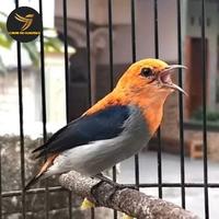 Gambar Burung Kemade Jawa Gacoran dari Yasha TV Birdshopp undefined 1 Tokopedia