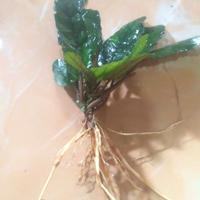 Gambar DAUN KEJI BELING/ GEMPUR BATU SEGAR dari Joe Luqmany Shop undefined 3 Tokopedia