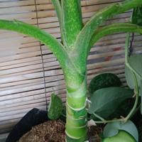 Gambar Tanaman Hias Beras Kutah / Diffenbachia / Sri Rejeki | Godong Jawi dari Rumah Godong Jawi undefined 3 Tokopedia