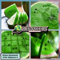 Gambar Isi 100 Biji Benih Semangka Hijau Chrimson Sweet Jepang F1 Import dari REFA DISTRIBUTOR undefined 2 Tokopedia