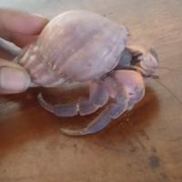 Gambar JUAL KELOMANG, UMANG-UMANG, POMPONGAN, KEPONGPONG, POPONG UKURANG BESAR dari Randy Samuel undefined 3 Tokopedia