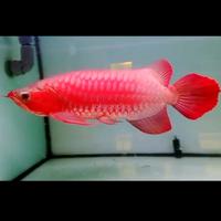 Gambar arwana super red merah bloker dari Gerai Arowana Tk undefined 4 Tokopedia