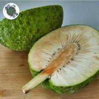 Gambar BUAH SUKUN FRESH MURAH DI AMBIL DADAKAN dari RajaHerbalAlami.ID undefined 3 Tokopedia