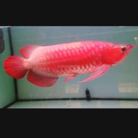 Gambar arwana super red merah bloker dari Gerai Arowana Tk undefined 3 Tokopedia