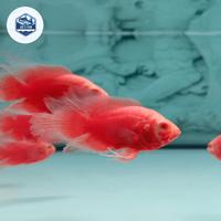 Gambar Ikan Oscar Red Chili Slayer - 7-8cm dari Joe's Fish undefined 1 Tokopedia