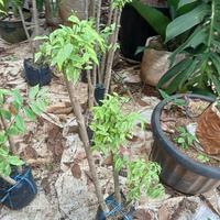Gambar Bonsai anting Putri bonsai taman anting Putri dari Tukang Taman hijau undefined 3 Tokopedia