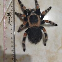 Gambar tarantula brachypelma hamorii female dari PondokBenih undefined 1 Tokopedia