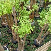 Gambar Bonsai anting Putri bonsai taman anting Putri dari Tukang Taman hijau undefined 2 Tokopedia