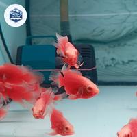 Gambar Ikan Oscar Red Chili Slayer - 7-8cm dari Joe's Fish undefined 4 Tokopedia