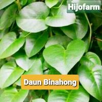 Gambar Daun Binahong Hijau Segar 50 Gr dari Hijo farm undefined 1 Tokopedia