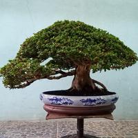 Gambar bonsai SANCANG kelas kontes jadi dari TURNIP'S UYEAAAAAAAH undefined 1 Tokopedia