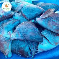 Gambar Kepala Ikan Sunu Segar - 500gr dari Daeng Sayur undefined 1 Tokopedia