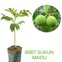 Gambar Bibit Tanaman buah Sukun madu jual paket isi 3 bibit atau 3 pohon super unggul pilihan dari Sanggarbibitunggulberkwalitas undefined 2 Tokopedia