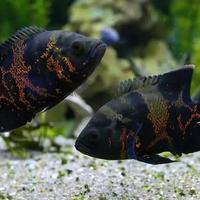 Gambar paket baby Oscar Tiger size 5cm, harga paket 50rb sudah dapat 10ekor dari predatorfishaquatic undefined 1 Tokopedia