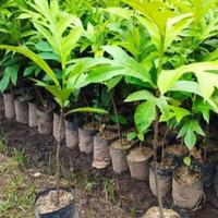 Gambar Bibit Tanaman buah Sukun madu jual paket isi 3 bibit atau 3 pohon super unggul pilihan dari Sanggarbibitunggulberkwalitas undefined 3 Tokopedia