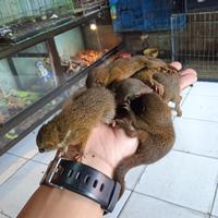 Gambar TUPAI KELAPA JINAK TOTAL. dari ARSENO EXOPETS undefined 3 Tokopedia