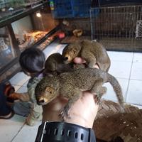 Gambar TUPAI KELAPA JINAK TOTAL. dari ARSENO EXOPETS undefined 1 Tokopedia