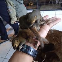 Gambar TUPAI KELAPA JINAK TOTAL. dari ARSENO EXOPETS undefined 4 Tokopedia