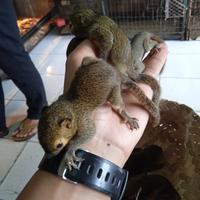 Gambar TUPAI KELAPA JINAK TOTAL. dari ARSENO EXOPETS undefined 2 Tokopedia