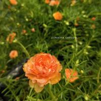 Gambar Krokot Tumpuk Import : INTAN (jingga) - Bibit stek bunga mossrose dari Zunaira Garden undefined 2 Tokopedia