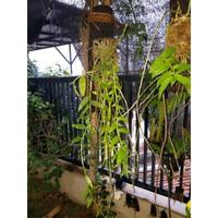 Gambar Batang pohon pakis tinggi 20cm+kawat centolan untuk media tanam anggrek dari Herbal_nusantara69 undefined 2 Tokopedia