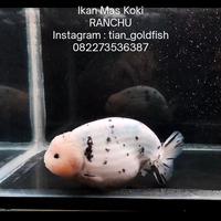 Gambar Ikan Mas Koki RANCHU - Fancy High Quality Tiny Tail Fish Hias Body Ekor Pendek Tails Premium Suju Super Jumbo Rancu GoldFish Gold HQ Type 1 - RANCHU 3 dari Miaojin Petshop undefined 1 Tokopedia