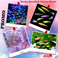 Gambar ikan hias aquascape dahneyo zeberra er 10 ekor - ikan hias air tawar warna warni unik lucu cantik dekorasi akuarium aquascape dari Arrahman Shop2 undefined 1 Tokopedia
