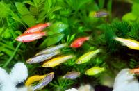 Gambar ikan hias aquascape dahneyo zeberra er 10 ekor - ikan hias air tawar warna warni unik lucu cantik dekorasi akuarium aquascape dari Arrahman Shop2 undefined 3 Tokopedia