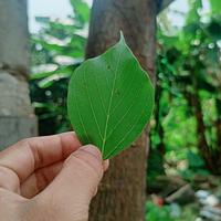 Gambar daun dadap serep segar/tanaman dari izzatulcreation undefined 3 Tokopedia