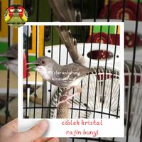 Gambar burung ciblek kristal jantan dewasa rajin bunyi mewah special dari masteranburung_kicaumania undefined 1 Tokopedia