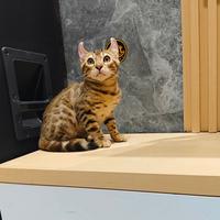 Gambar kucing bengal curl bengal dari karebetcat2 undefined 1 Tokopedia