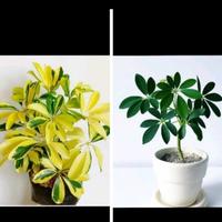 Gambar TANAMAN TROPICAL DAN NONTROPICAL/ 2 PAKET WALISONGO VARIEGATA KUNING DAN HIJAU dari SANGGAR BUNGA ALAMSARI undefined 1 Tokopedia