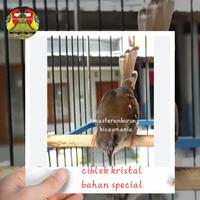 Gambar burung ciblek kristal bahan special rawatan mewah dari masteranburung_kicaumania undefined 2 Tokopedia