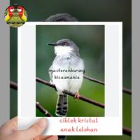 Gambar burung ciblek kristal bahan special rawatan mewah dari masteranburung_kicaumania undefined 1 Tokopedia