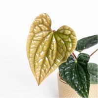 Gambar Tanaman Anthurium Sirih / Anthurium Radicans / Anthurium Luxurians dari Rocketfield Plantary undefined 4 Tokopedia