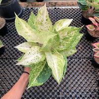 Gambar tanaman hias aglonema claudia remaja dari Wardhana Flora undefined 1 Tokopedia